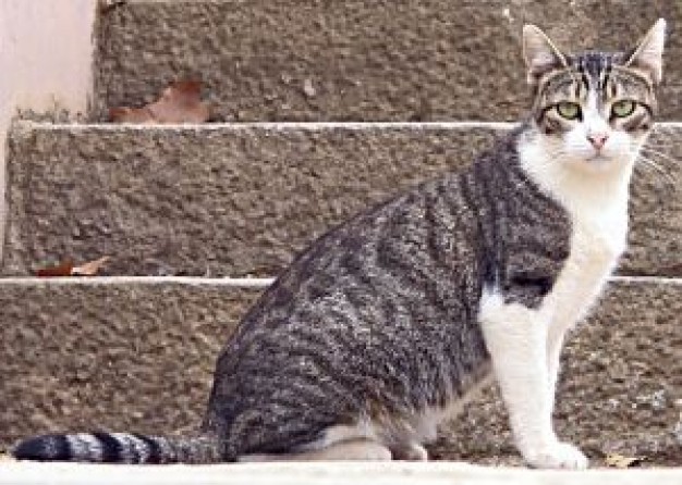 cat with white belly in side view