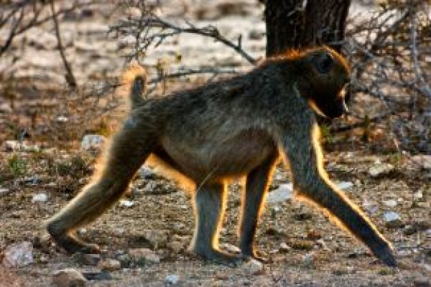 chacma baboon walking at the forest in side view