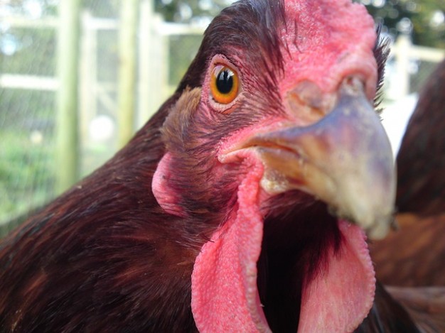 chicken of bird animal watching eye look stare close