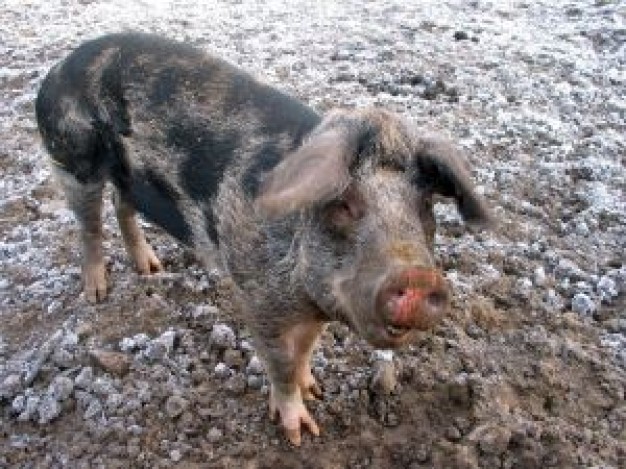 chilly piggy on the grit with black spots