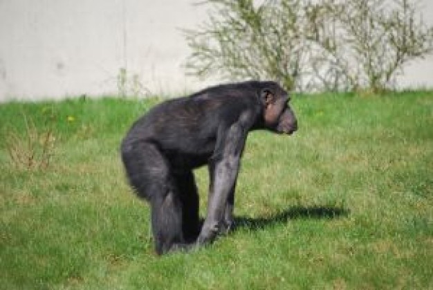 chimpanzee at the grass in side view