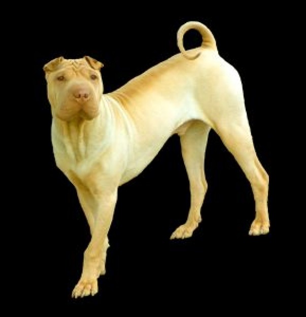 chinese shar pei dog over dark background