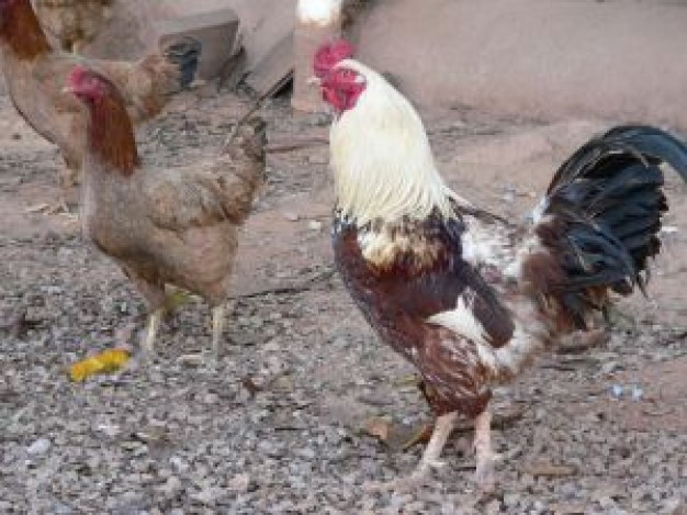 cock and hen standing on grit