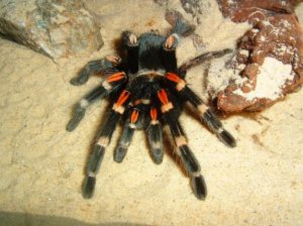 colorful spider crawling on the sand