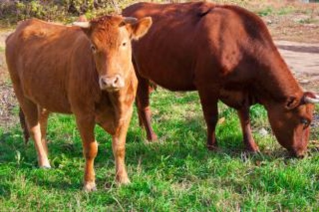 cows animal eating grass in farm