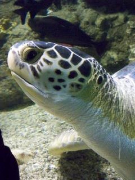 curious turtle head feature on the beach