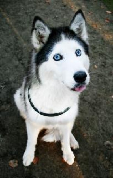 cute husky dog looking up Outdoor