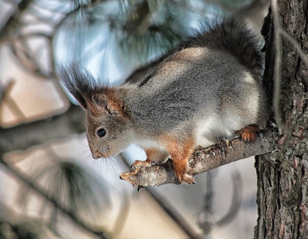 cute limb squirrel climbing macro branch tree