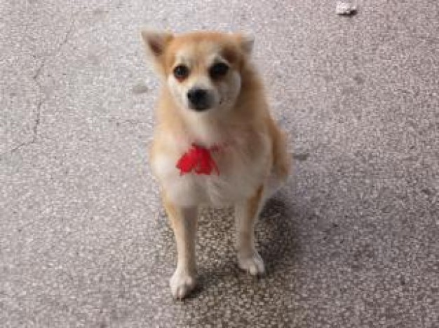 cute little dog with red tie looking up on concrete