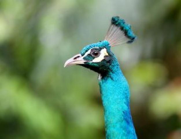 cyan peacock head feature over nature background