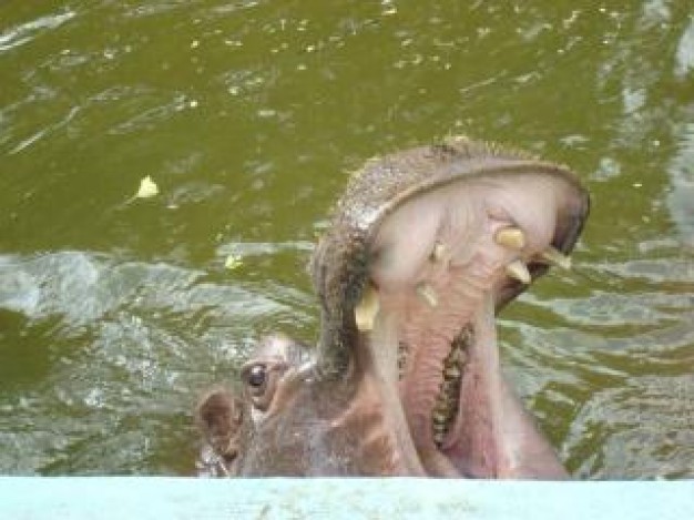 dangerous hippo mouth opening in river