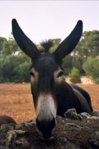 dark donkey head in front view