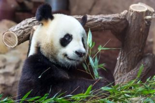 dedicated giant panda eating bamboo in zoo
