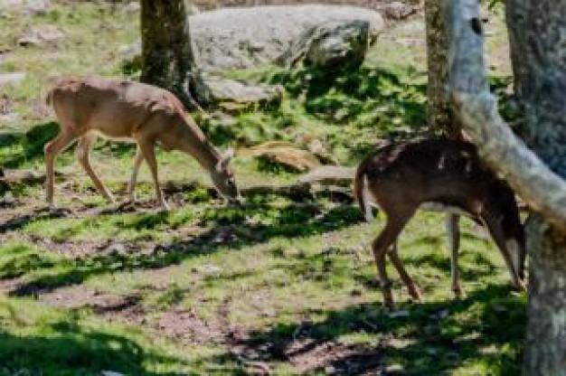 deer feeding grass in forest