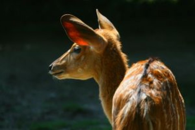 deer listening under sun in back view