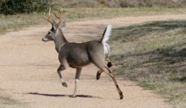 deer out for a walk at the field