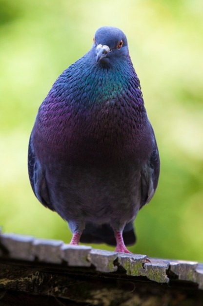 detail animal dove with beak eye in colorful color