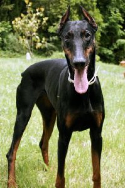 dobermann of dog in front view standing on the grass