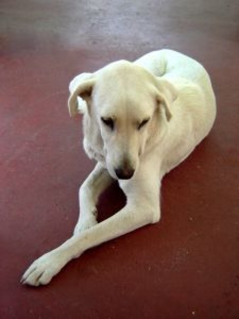 dog lying on the floor in front view