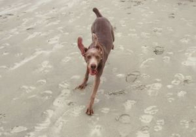 dog playin on the beach