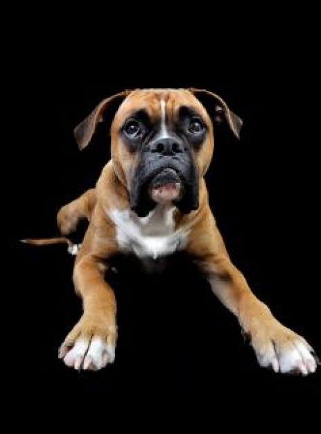 dog portrait lying over black background