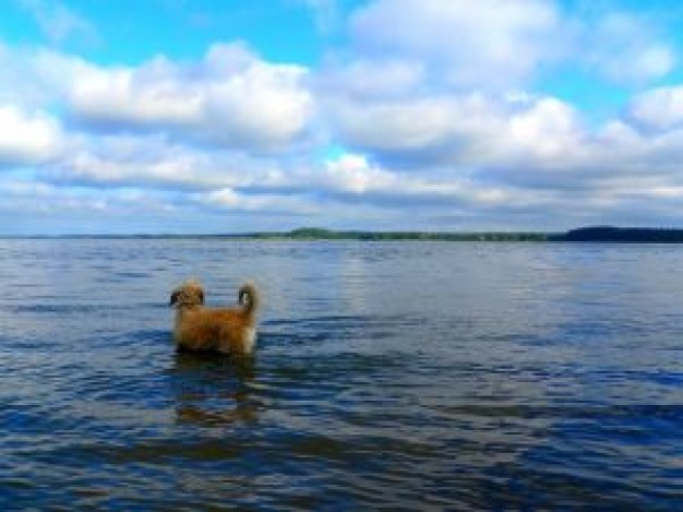 dog walking at sea with blue sky