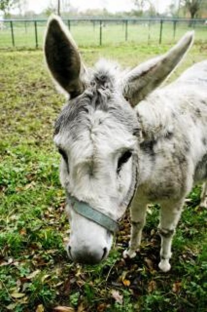 donkey animal in farm with front view