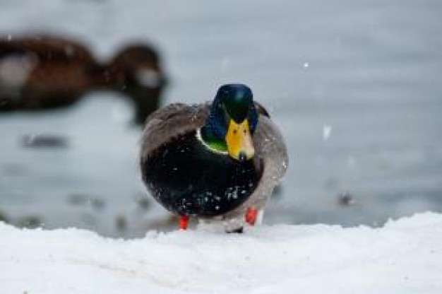 duck reflection close up in snow at river