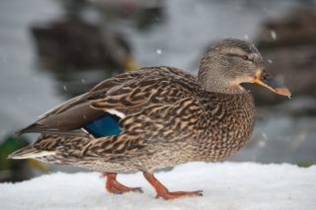 duck side view walking in snow