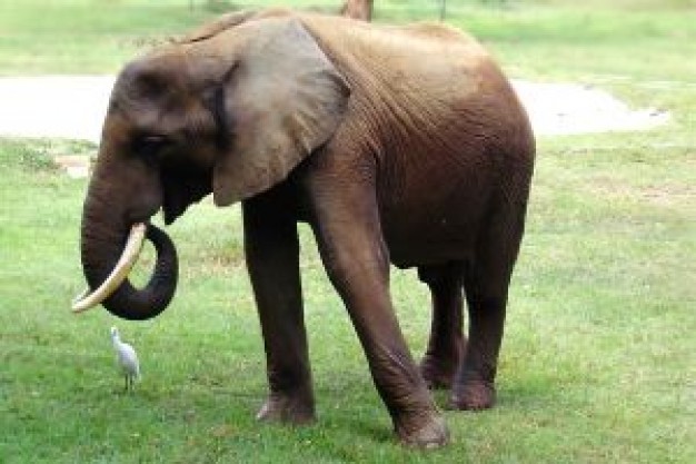 elephant and bird at the grass