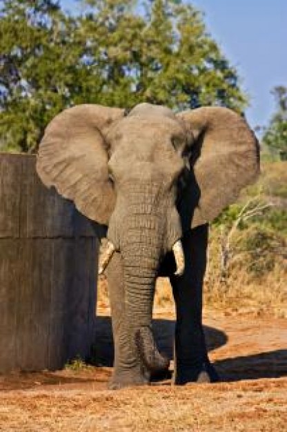 elephant exterior standing beside pool in kruger park