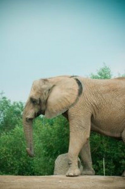 elephant front legs in side view with tree background