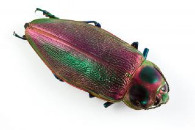 euchroma gigantea of beetle crawler