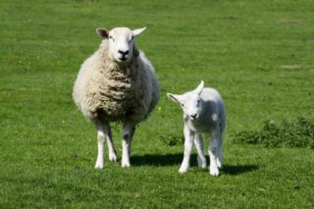 ewe and lamb waling on the grass