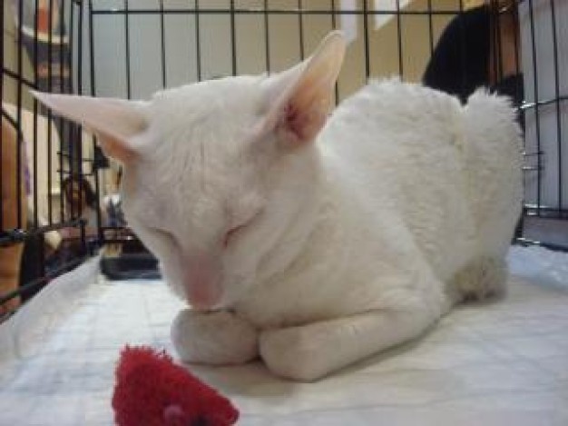 exhibition white cat sleeping in cage