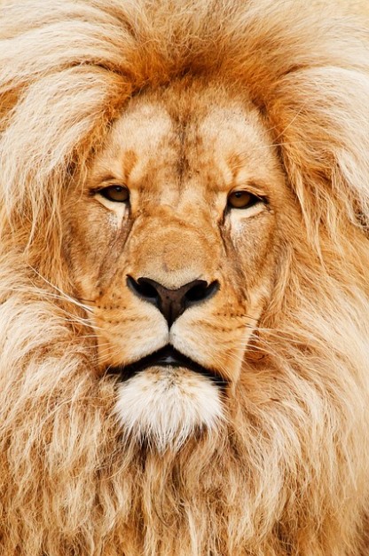 face of african animal lion closeup africa cat detail