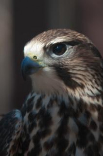 feathers detail of hawk head facial photograph