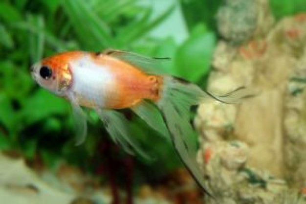 fish swimming in aquarium with float glass background