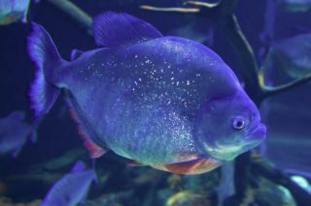 fluorescence piranha swimming in water