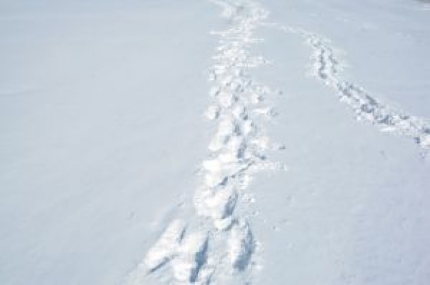 footprints feature in the white snow