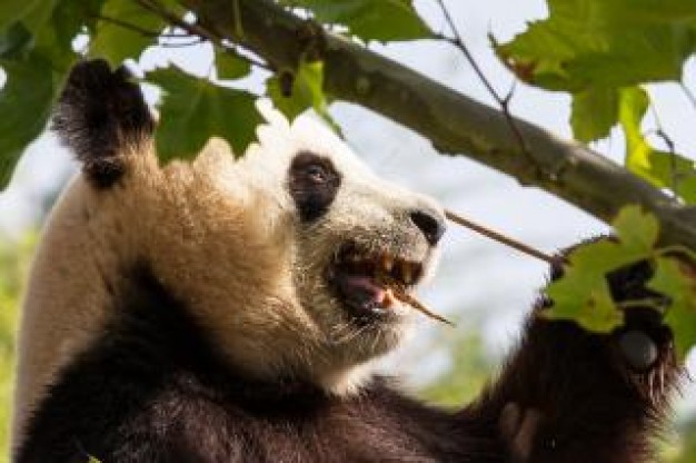 giant panda china bear eating leaf