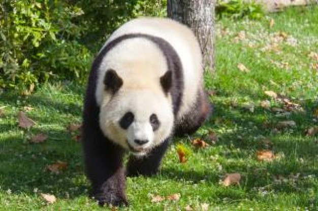 giant panda of animal zoo bear walking in forest