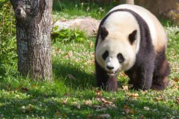 giant panda of zoo animal walking in forest