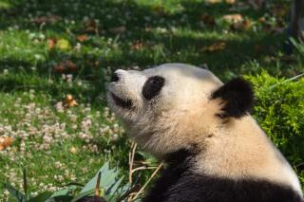 giant panda or china bear in side view