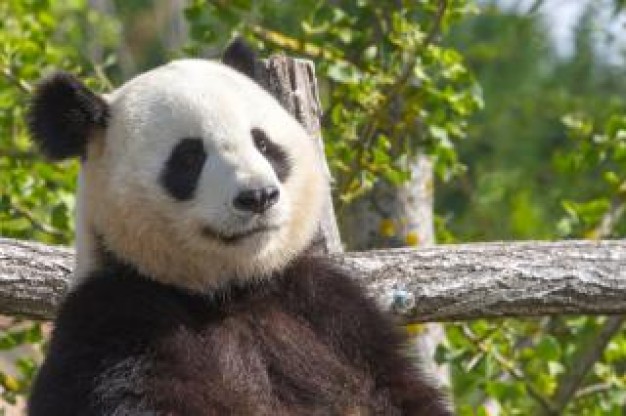 giant panda standing in panda zoo