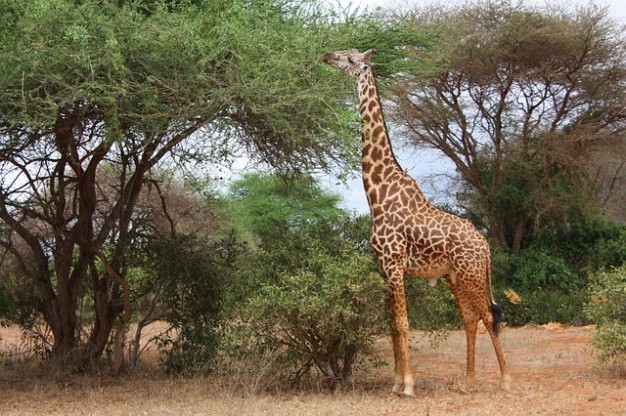 giraffe eating leaf of family wild mammal animal