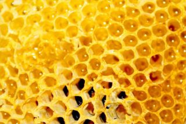 golden honey comb honeycomb web pattern