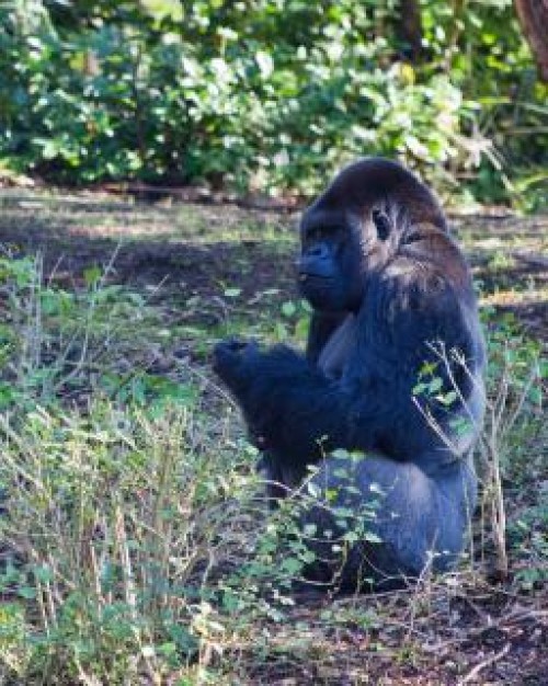 gorilla sitting at forest