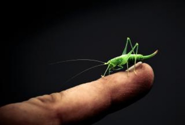grasshopper insect crawling on people finger
