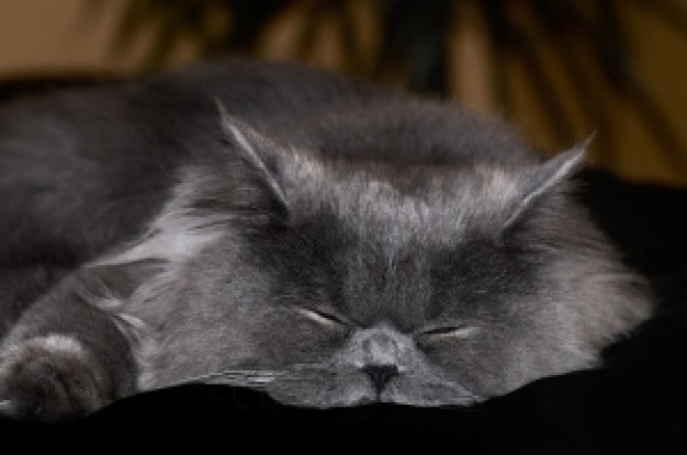 gray cat sleeping in front view